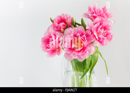 Rosa Tulpen in eine transparente Kanne auf weißem Hintergrund Stockfoto