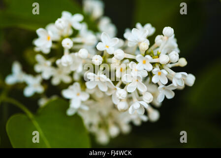 Reihe von schönen und zarten Blüten von Flieder Stockfoto