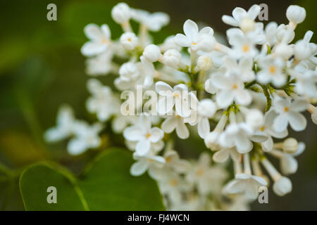 Reihe von schönen und zarten Blüten von Flieder Stockfoto