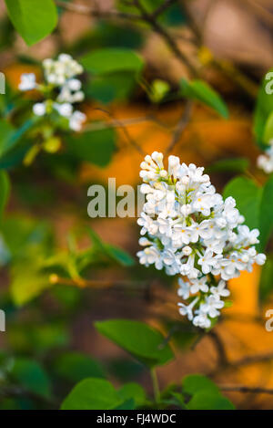 Reihe von schönen und zarten Blüten von Flieder Stockfoto