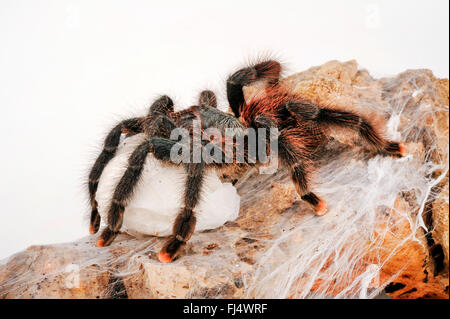 Whitetoe-Vogelspinne, Guyana Pinktoe, gemeinsame Pinktoe, Pinktoe Vogelspinne, südamerikanische Pinktoe (Avicularia Avicularia), Vogel Spinne mit cocoon Stockfoto