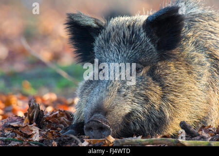 Wildschwein, Schwein (Sus Scrofa), ruhende Wildschweine, Porträt, Deutschland, Niedersachsen, Teutoburger Wald Stockfoto