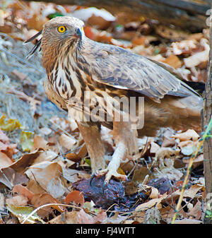 Crested Falken Adler (Spizaetus Cirrhatus), auf dem Boden mit Beute, Indien, Kanha Nationalpark Stockfoto