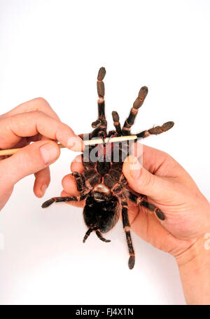 Brasilianische Lachs rosa Vogel-Essen-Vogelspinne, lachsrosa (Lasiodora Parahybana), Vogel Spinne in der Hand eines Mannes der poison Reißzahn zeigt Stockfoto