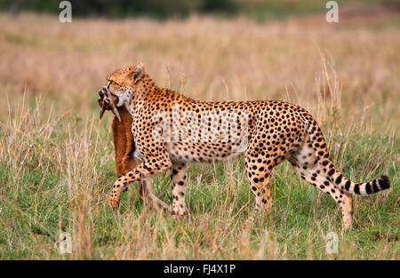 Gepard (Acinonyx Jubatus), mit Gefangenen junge Gazelle, Kenia, Masai Mara Nationalpark Stockfoto