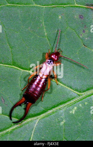 gemeinsamen Ohrwurm, Europäische Ohrwurm (Forficula Auricularia), Männchen mit langen Zangen, Deutschland Stockfoto