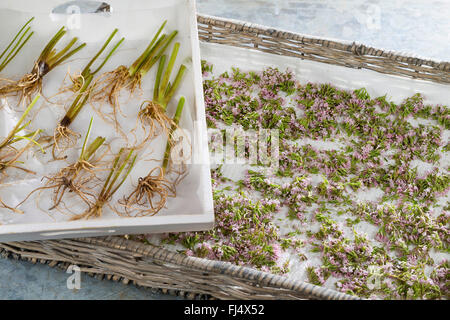 gemeinsamen Baldrian, Balderbracken, Garten Heliotrop, Garten Baldrian (Valeriana Officinalis), Wurzeln und Blüten trocknen, Deutschland Stockfoto