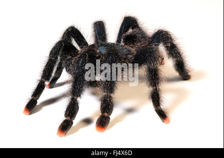 Whitetoe-Vogelspinne, Guyana Pinktoe, gemeinsame Pinktoe, Pinktoe Vogelspinne, südamerikanische Pinktoe (Avicularia Avicularia), Cuut-out Stockfoto