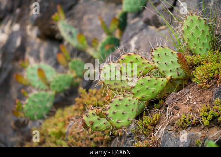 Feigenkaktus, braun-Exemplaren Feigenkaktus, dicht Spined Stachelige Birne, Purple-Fruited Feigenkaktus, Mojave Feigenkaktus (Opuntia Phaecantha) eingebürgert, Deutschland, Baden-Württemberg, Kaiserstuhl Stockfoto