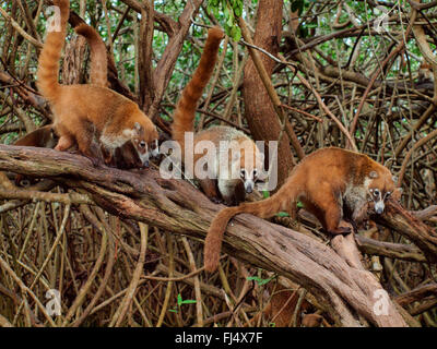 White-gerochene Nasenbär (Nasua Narica), auf Mangroven, Mexiko, Yukatan Stockfoto