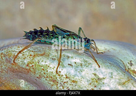 Zwei-spotted Libelle (an Bimaculata, Libellula Bimaculata), aquatische Larve, Deutschland Stockfoto