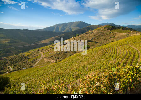 Blick über Weinberge auf den Hügel Madeloc, Stockfoto