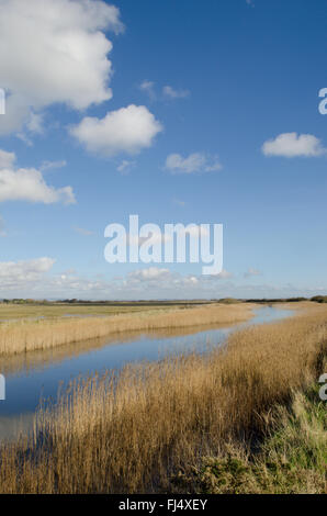 Pagham Hafen, in der Nähe von Chichester, Sussex, UK. Februar. Osten, zwischen Siddlesham und Kirche Norton anzeigen Stockfoto