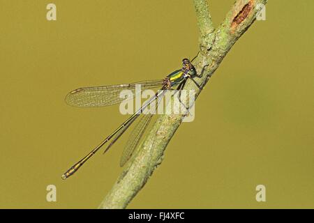 Weide Mererald Damselfly (Lestes Viridis, Chalcolestes Viridis), Männlich, Deutschland Stockfoto