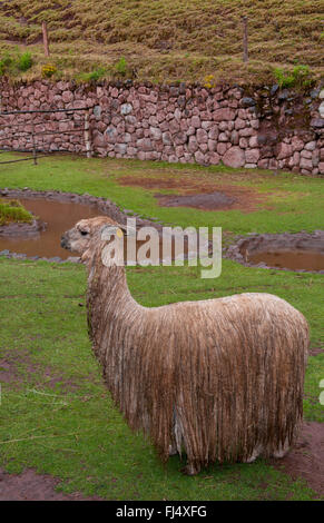 Lama Lama (Lama Glama), nass im Regen, Peru, Cuzco Stockfoto