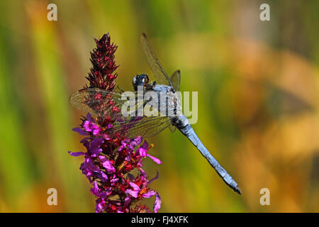 südlichen europäischen Skimmer (Orthetrum Brunneum), männliche auf Blutweiderich, Deutschland Stockfoto