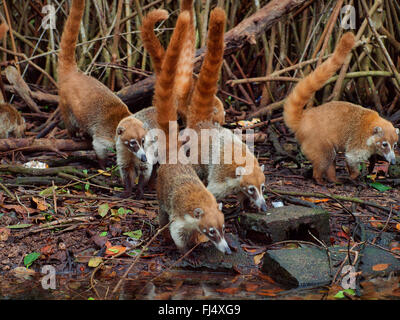 White-gerochene Nasenbär (Nasua Narica), Gruppe für den Feed unter Mangroven, Mexiko, Yukatan Stockfoto