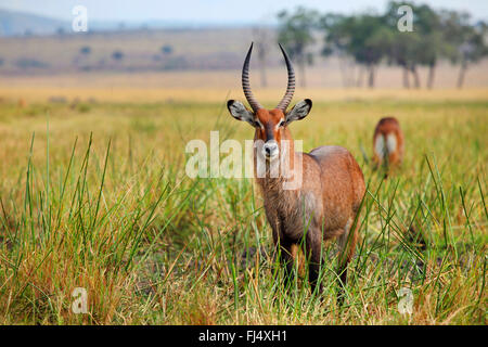 Wasserbock (Kobus Ellipsiprymnus), steht männlich in der Savanne, Kenia, Masai Mara Nationalpark Stockfoto