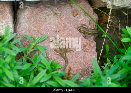 Zauneidechse (Lacerta Agilis), zwei junge sand Eidechsen an einer Natursteinmauer im Garten Nähe zur Natur, Deutschland, Hessen Stockfoto