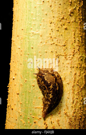 Schnecke (Platevindex), Schnecke auf einem Baumstamm in Neu-Kaledonien, Neu-Kaledonien, Ile des Pins Stockfoto