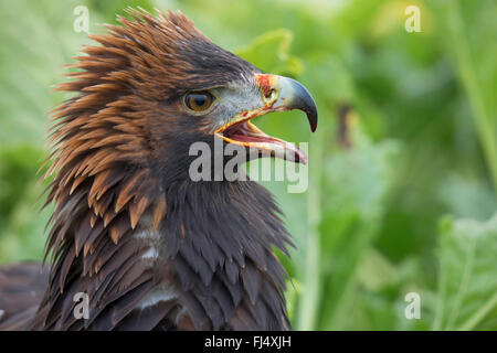 Steinadler (Aquila Chrysaetos), bedrohliche Haltung nach erfolgreicher Jagd Stockfoto