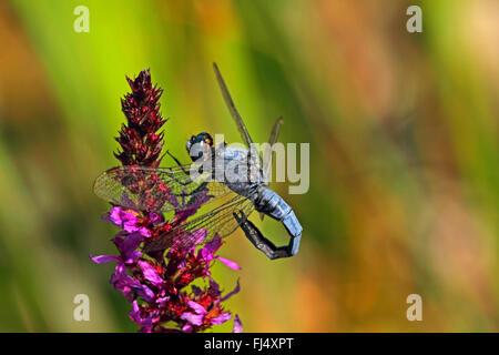 südlichen europäischen Skimmer (Orthetrum Brunneum), männliche auf Blutweiderich, Deutschland Stockfoto