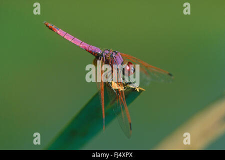 Violette Dropwing, violett markiert Darter, lila-rot Darter, Pflaume-farbige Dropwing (Trithemis meistens), Männlich Stockfoto