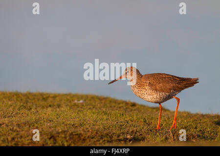 gemeinsamen Rotschenkel (Tringa Totanus), zu Fuß auf einer Wiese, Deutschland, Schleswig-Holstein Stockfoto