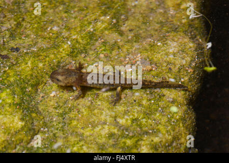 Europäische Feuersalamander (Salamandra Salamandra), Larve auf einem Stein unter Wasser, Deutschland Stockfoto