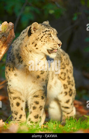 Schneeleopard (Uncia Uncia, Panthera Uncia), Schnee weibliche Leoparden im Licht der Sonne Stockfoto