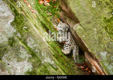 Schneeleopard (Uncia Uncia, Panthera Uncia), Jungtier in einem moosigen Felsspalte spielen Stockfoto