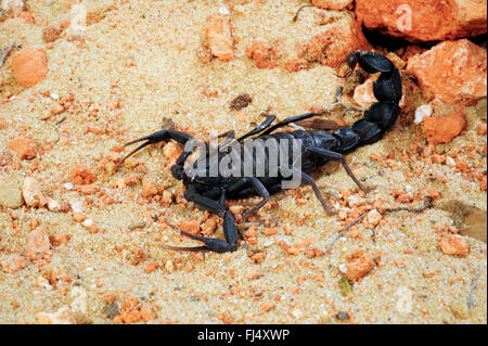 Fattailed Skorpion, Fett-tailed Skorpion (Androctonus Mauritanicus), liegen auf der Lauer, Marokko Stockfoto