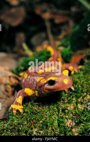 Feuersalamander, Salamandra Salamandra. AlbinoLarve am Teich. Kopf und