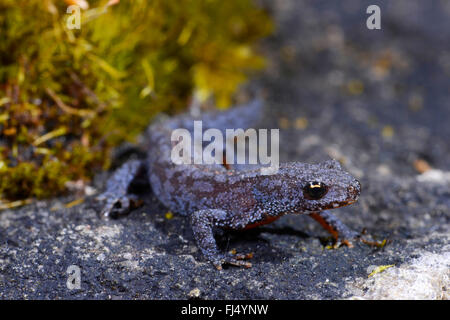 Bergmolch (Triturus Alpestris, Ichthyosaura Alpestris, Mesotriton Alpestris), männliche auf einem Stein, Deutschland, Baden-Württemberg Stockfoto