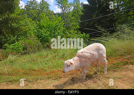 Hausschaf (Ovis Ammon F. Aries), Lamm, verheddern sich in einem Elektrozaun, Deutschland, Baden-Württemberg, Schwarzwald Stockfoto