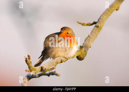 Rotkehlchen (Erithacus Rubecula), aufgeplustert auf einem Zweig im Winter im Morgenlicht, Deutschland, Nordrhein-Westfalen Stockfoto