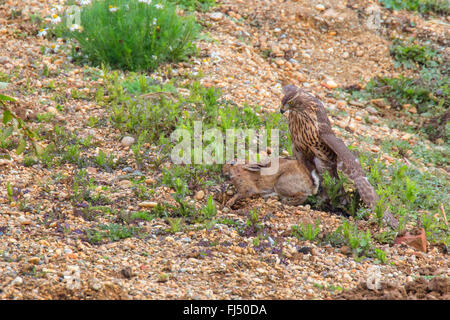 nördlichen Habicht (Accipiter Gentilis), juvenile jagt ein Hase, Niederbayern, Niederbayern, Bayern, Deutschland Stockfoto