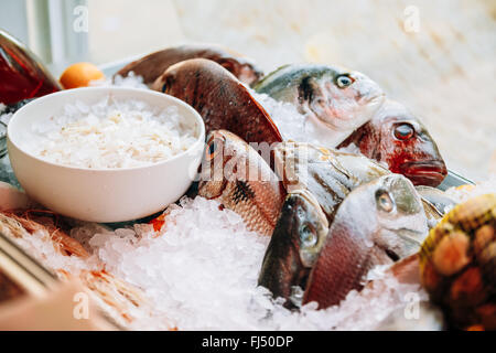 Nahaufnahme von Frischfisch auf Eis am Markt laden Geschäft. Dorado Fische auf Eis. Die spanische Küche. Stockfoto