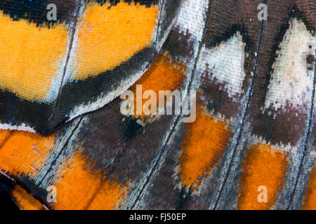 Zweiseitige Pascha, Foxy Kaiser (Charaxes Jasius), Flügelmuster, Skalen des Flügels Stockfoto