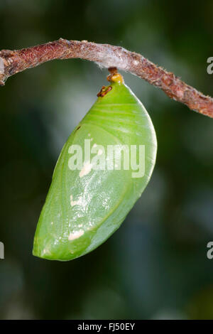 Zweiseitige Pascha, Foxy Kaiser (Charaxes Jasius), Puppe Stockfoto