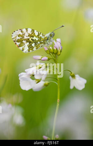 Orange-Tip (Anthocharis Cardamines), weibliche auf Kuckuck Blume, Seitenansicht, Deutschland, Rheinland-Pfalz Stockfoto