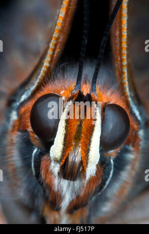 Zweiseitige Pascha, Foxy Kaiser (Charaxes Jasius), portrait Stockfoto