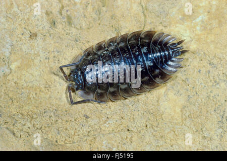 gemeinsamen Assel, gemeinsame Sowbug, grauen Garten Assel (Oniscus Asellus), sitzt auf einem Stein, Deutschland Stockfoto