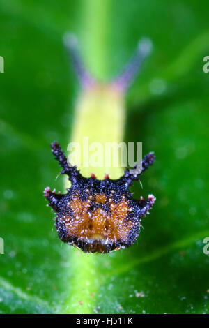 Zweiseitige Pascha, Foxy Kaiser (Charaxes Jasius), Raupe Stockfoto