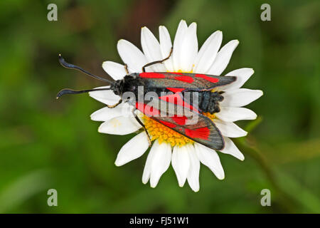 Schlanke Burnet, schlanke Scotch Burnet (Zygaena Loti), auf weiße Blume, Deutschland Stockfoto