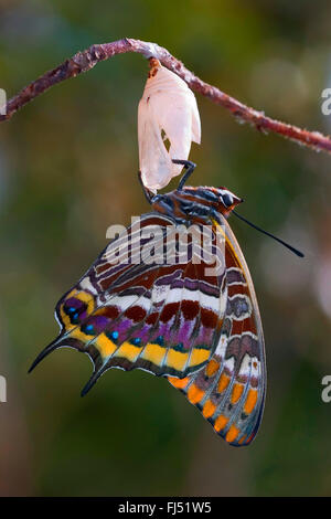 Zweiseitige Pascha, Foxy Kaiser (Charaxes Jasius), nur aus Puppe geschlüpft Stockfoto