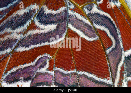 Zweiseitige Pascha, Foxy Kaiser (Charaxes Jasius), Flügelmuster, Skalen des Flügels Stockfoto