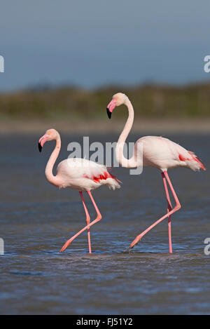 Rosaflamingo (Phoenicopterus Roseus, Phoenicopterus Ruber Roseus), zwei Flamingos zusammen spazieren durch flaches Wasser Stockfoto