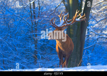 Rothirsch (Cervus Elaphus), beeindruckende Hirsch im Winter, Deutschland, Nordrhein-Westfalen Stockfoto