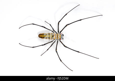 Seidenspinnen (Nephilidae), Ausschnitt Stockfoto